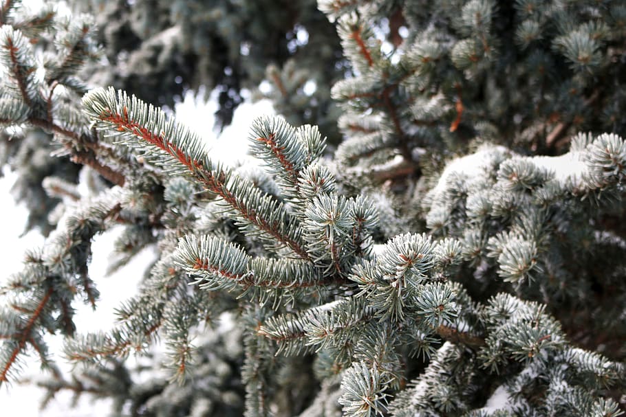fyrretræ, blade, nåletræer, sne, snekrystaller, nåletræ, lapland, Finland, vinter, grøn, natur, plante, kold temperatur, tæt på, skønhed i naturen, ingen mennesker, træ, afdeling, dag, fokus på forgrunden, Frosset, vækst, udendørs, ro, nål - plante del, 2K