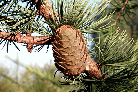 pinya de pi, picea, agulles, arbre, verd, cons, bosc, naturalesa, pi, coníferes, ramita, de fulla perenne, branca, arbre de Nadal, planta, full, part de la planta, creixement, centrar-se en primer pla, cap gent, primer pla, dia, bellesa a la natura, arbre de coníferes, color verd, pinàcies, a l'aire lliure, agulla - part de la planta, vista d’angle baix, 2K, CC0, domini públic, lliure de regalies