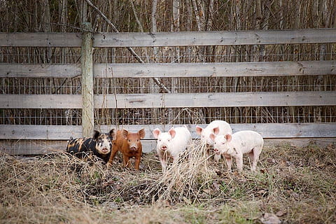 lechones, heno, lleno, foto de pluma, animales, granja, mamífero, animales domesticos, mascotas, nacional, animal, ganado, temas de animales, grupo de animales, vertebrado, cerdo, tierra, nadie, agricultura, cerdito, campo, día, planta, naturaleza, hierba, al aire libre, herbívoro, pluma animal, familia de animales, manada, , CC0, dominio público, libre de derechos