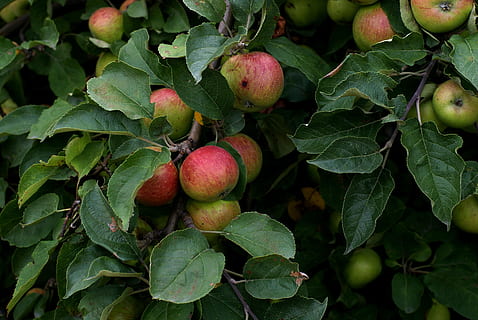 æble, æbler, frugt, træ, have, natur, trist, sommer, moden, tæt på, mad, dyrkning af, plante, landbrug, naturlig, sundhed, løv, vild, mad og drikke, sund kost, blad, plante del, grøn farve, friskhed, velvære, vækst, æble - frugt, frugt træ, æbletræ, rød, dag, ingen mennesker, udendørs, 4K, CC0, offentligt domæne, royaltyfrie