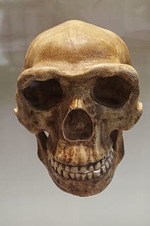 Schädel, Knochen, Mann, Museum, Skelett, Tod, tot, genial, gruselig, unheimlich, menschliches Skelett, menschlicher Schädel, Nahansicht, drinnen, menschliches Körperteil, Stillleben, menschlicher Knochen, Studioaufnahme, einzelnes Objekt, gruslig, die Vergangenheit, Körperteil, Anatomie, Geschichte, Archäologie, 4K, CC0, gemeinfrei, lizenzfrei