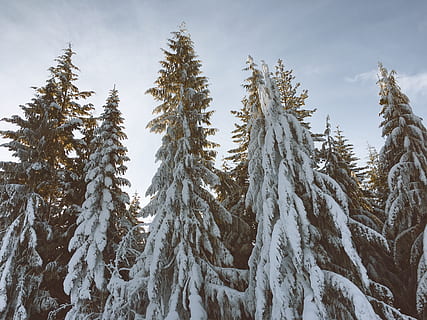 gelada, cobert, pins, planta, arbre, avet, abies, conífera, whistler, whistler blackcomb, naturalesa, pi, a l'aire lliure, neu, Canadà, gel, picea, bosc, gelades, ornament, arbre de Nadal, arbres, vegetació, temperatura de fred, hivern, bellesa a la natura, tranquil·litat, escena tranquil·la, cel, creixement, escenics - natura, dia, escena no urbana, cap gent, terra, medi ambient, congelat, arbre de coníferes, muntanya nevada, bosc de pi, 4K, CC0, domini públic, lliure de regalies