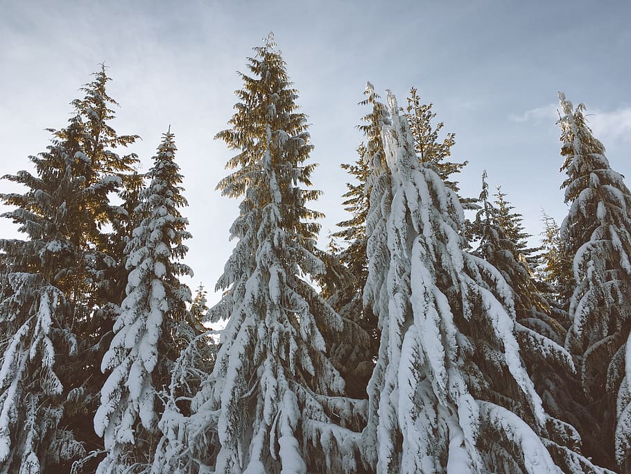 gelada, cobert, pins, planta, arbre, avet, abies, conífera, whistler, whistler blackcomb, naturalesa, pi, a l'aire lliure, neu, Canadà, gel, picea, bosc, gelades, ornament, arbre de Nadal, arbres, vegetació, temperatura de fred, hivern, bellesa a la natura, tranquil·litat, escena tranquil·la, cel, creixement, escenics - natura, dia, escena no urbana, cap gent, terra, medi ambient, congelat, arbre de coníferes, muntanya nevada, bosc de pi, 4K
