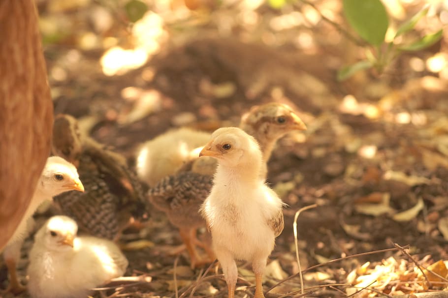Índia, paramathi, pollet, pollastres, a l'aire lliure, llum solar, nadó, gallina, aus de corral, pollastre, ocell, bec, ull, blanc, llum, terra, motherlove, arbres, naturalesa, poble, temes d'animals, ocell jove, animal jove, animal, grup d’animals, vertebrats, pollastre infantil, pollastre - ocell, cap gent, nacional, bestiar, animals domèstics, mascotes, inicis, primer pla, tres animals, centrar-se en primer pla, família d’animals, 5K