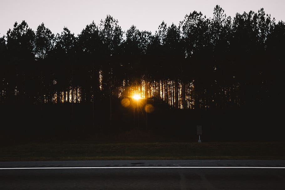 arbres, bosc, fons, hd background, fons de pantalla, fons de pantalla hd, arbre, posta de sol, silueta, groc, negre, blanc, fosc, tarda, llum solar, flare de la lent, lensflare, flamarada, lent, carretera, planta, il·luminat, cap gent, naturalesa, nit, carrer, transport, tranquil·litat, equips d’il·luminació, a l'aire lliure, creixement, cel, ciutat, marcatge de carreteres, marcatge, escena tranquil·la, llum del carrer, 5K