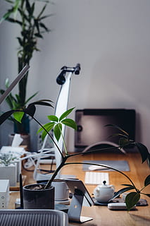 grunt, fokus bilde, anlegg, innsiden, rom, iphone, datamaskin, imac, tech, teknologi, arbeidsområde, kontor, bord, blad, blader, interiørdesign, dekor, arbeidsbord, hjem, virksomhet, skrivebord, innendørs, moderne, ingen folk, elektrisk lampe, design, blomst, hjemlige rom, utstyr, kreativitet, dataskjerm, dekorasjon, 5K, CC0, offentlig domene, opphavsrett gratis