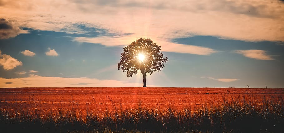 paisatge, arbre, sol, llum, naturalesa, descans, núvols, posta de sol, tarda, escena, escènic, cel, llum solar, crepuscle, retroiluminació, vespre, humor, il·luminació, taronja, color, camp, bellesa a la natura, planta, terra, escena tranquil·la, tranquil·litat, escenics - natura, núvol - cel, medi ambient, creixement, escena rural, agricultura, cap gent, horitzó sobre la terra, escena no urbana, idíl·lic, a l'aire lliure, flare de la lent, brillant, 5K