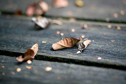 brown leaves, human, person, people, walkway, sidewalk, path, pavement, cobblestone, ball, sphere, food, grey, leaf, plant part, wood - material, selective focus, falling, day, dry, autumn, food and drink, no people, close-up, nature, outdoors, footpath, table, change, brown, vulnerability, leaves, surface level, dried, 5K, CC0, public domain, royalty free