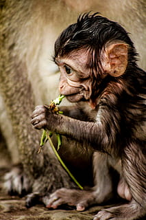 comer macaco marrom, humano, pessoa, pessoas, Camboja, krong siem reap, Angkor Wat, Comida, comendo, plantar, macaco, face, jardim zoológico, animais selvagens, criança, chimpanzé, infantil, bebê, animal, orelha, pele, mamífero, um animal, primata, animal jovem, animais em estado selvagem, vertebrado, focar em primeiro plano, segurando, comida e bebida, natureza, sentado, fechar-se, com fome, 5K, CC0, domínio público, royalty free