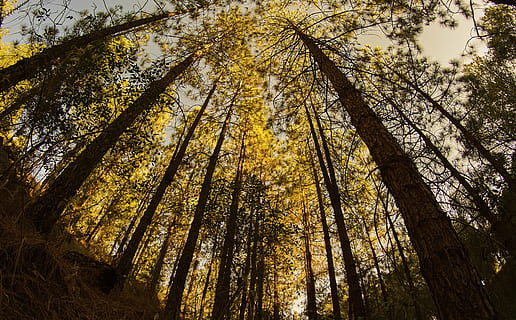foresta, foreste, pineta, pino, natura, paesaggio, tramonto, albero, pianta, Inquadratura dal basso, terra, tronco, tronco d'albero, bellezza nella natura, crescita, bosco, la tranquillità, nessuno, alto - alto, cielo, scena tranquilla, giorno, all'aperto, scenics - natura, ramo, baldacchino di albero, modificare, direttamente sotto, bambù - pianta, 4K, CC0, dominio pubblico, privo di copyright