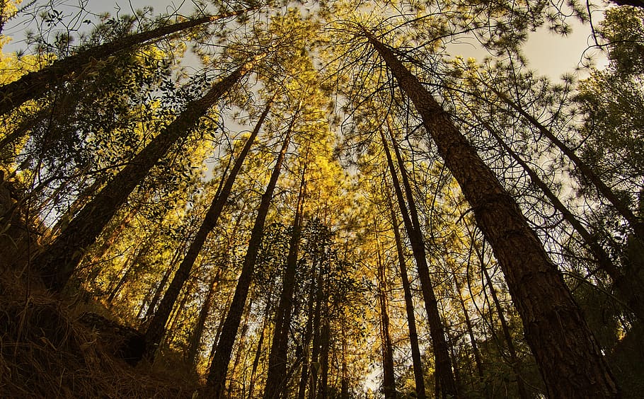 Skov, skove, pinjeskov, fyrretræ, natur, landskab, solnedgang, træ, plante, lav vinkel visning, jord, bagagerum, træstamme, skønhed i naturen, vækst, ro, ingen mennesker, høj - høj, himmel, rolig scene, dag, udendørs, scenics - natur, afdeling, træ baldakin, lave om, direkte under, bambus - plante, 4K