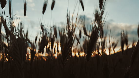 blat de moro, camp, posta de sol, ombres, DOF, núvols, cel, plantes, naturalesa, planta, creixement, bellesa a la natura, cap gent, primer pla, centrar-se en primer pla, terra, agricultura, cultiu, tranquil·litat, paisatge, silueta, planta de cereals, escenics - natura, dia, a l'aire lliure, herba de Timoteu, tija, 4K, CC0, domini públic, lliure de regalies