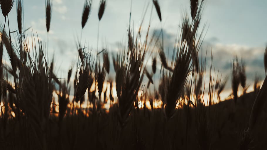 blat de moro, camp, posta de sol, ombres, DOF, núvols, cel, plantes, naturalesa, planta, creixement, bellesa a la natura, cap gent, primer pla, centrar-se en primer pla, terra, agricultura, cultiu, tranquil·litat, paisatge, silueta, planta de cereals, escenics - natura, dia, a l'aire lliure, herba de Timoteu, tija, 4K