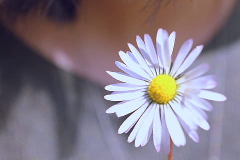 blanc, estiu, primavera, cap de setmana, diumenge, assolellat, feliç, suau, noia, margarida, flor, planta amb flors, vulnerabilitat, frescor, pètal, fragilitat, planta, bellesa a la natura, primer pla, cap de flor, inflorescència, creixement, pol·len, naturalesa, groc, enfocament selectiu, cap gent, dia, porpra, 2K, CC0, domini públic, lliure de regalies