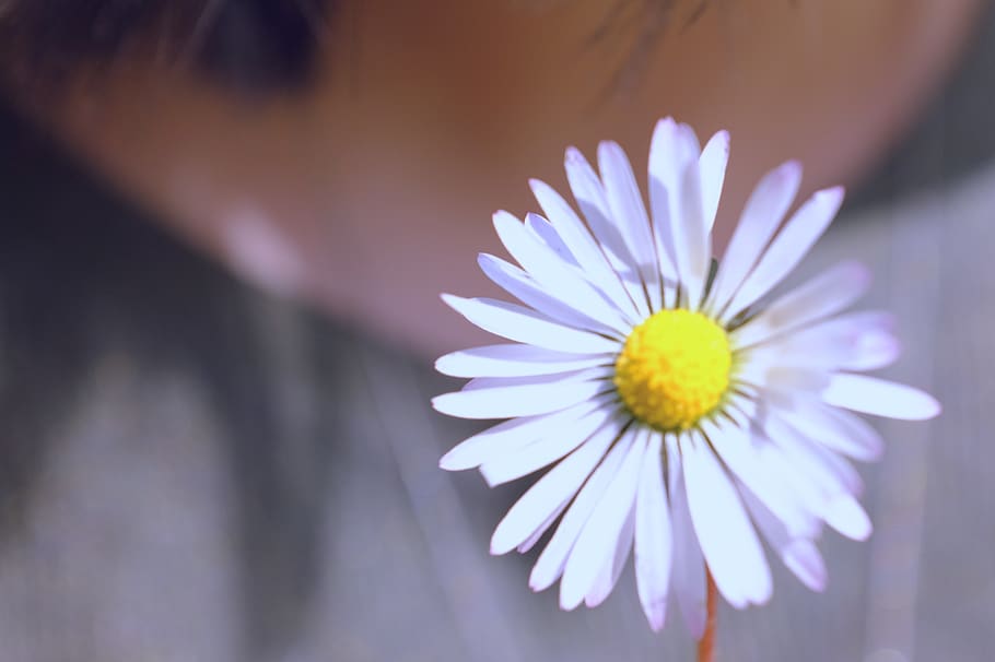 blanc, estiu, primavera, cap de setmana, diumenge, assolellat, feliç, suau, noia, margarida, flor, planta amb flors, vulnerabilitat, frescor, pètal, fragilitat, planta, bellesa a la natura, primer pla, cap de flor, inflorescència, creixement, pol·len, naturalesa, groc, enfocament selectiu, cap gent, dia, porpra, 2K