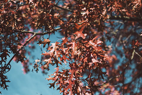 arbre de fulles vermelles, planta, full, arbre, maple, fulla d'auró, roure, fulles de tardor, vermell, fulles, vegetació, arbust, fruita, nabiu, menjar, tronc de l'arbre, gota, venes, espècia, flor, tardor, bellesa a la natura, creixement, canvi, part de la planta, centrar-se en primer pla, naturalesa, branca, dia, color taronja, cap gent, a l'aire lliure, vista d’angle baix, primer pla, fragilitat, enfocament selectiu, tranquil·litat, col·lecció de tardor, condició natural, 5K, CC0, domini públic, lliure de regalies