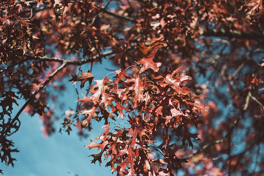 arbre de fulles vermelles, planta, full, arbre, maple, fulla d'auró, roure, fulles de tardor, vermell, fulles, vegetació, arbust, fruita, nabiu, menjar, tronc de l'arbre, gota, venes, espècia, flor, tardor, bellesa a la natura, creixement, canvi, part de la planta, centrar-se en primer pla, naturalesa, branca, dia, color taronja, cap gent, a l'aire lliure, vista d’angle baix, primer pla, fragilitat, enfocament selectiu, tranquil·litat, col·lecció de tardor, condició natural, 5K