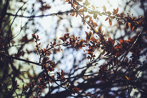 Prunus cerasifera /, Kirsche, Pflaume, Geäst, Natur, Baum, Ast, Pflanze, Vogel, Flachwinkelansicht, Schönheit in der Natur, Wachstum, Fokus auf den Vordergrund, keine Leute, Tag, Frische, draußen, Wirbeltier, hocken, Herbst, Zerbrechlichkeit, Tierwelt, Tierthemen, Tiere in freier Wildbahn, 5K, CC0, gemeinfrei, lizenzfrei