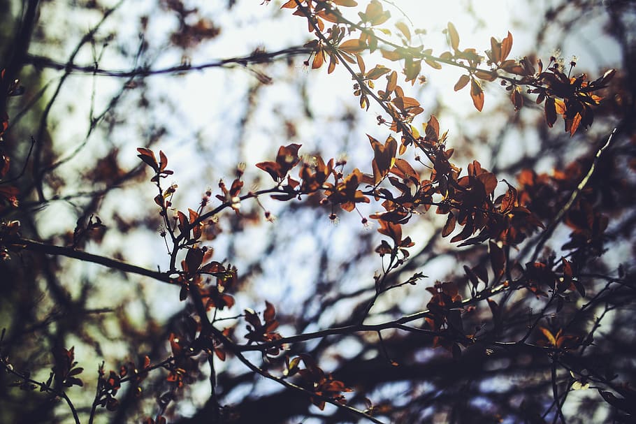 prunus cerasifera /, třešeň, švestka, poboček, Příroda, strom, větev, rostlina, pták, nízký úhel pohledu, krása v přírodě, růst, zaměřit se na popředí, nikdo, den, svěžest, venku, obratlovců, prohlížení, podzim, křehkost, zvířat, zvířata ve volné přírodě, 5K