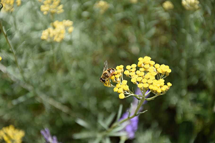 bi, insekt, natur, makro, honningbi, pollen, blomst, tæt på, dyr, nektar, blomstre, flor, honning, bestøvning, vinge, biavl, biavler, dyr verden, forår, drone, plante, bille, flora, bier, blå, have, blomstrende plante, hvirvelløse, dyr i naturen, dyreliv, dyre temaer, skrøbelighed, et dyr, sårbarhed, skønhed i naturen, kronblad, friskhed, vækst, gul, blomsterhoved, ingen mennesker, udendørs, lilla, humlebi, 5K