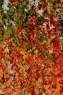 colorful, vines, leaves, park, full frame, backgrounds, change, red, no people, leaf, plant part, autumn, beauty in nature, plant, nature, orange color, day, high angle view, close-up, abundance, outdoors, maple leaf, vulnerability, natural condition, autumn collection, 5K, CC0, public domain, royalty free