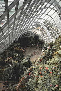 antenne, Foto, mennesker, jord, omgivet, blomster, træer, dagtimerne, bygning, arkitektur, indre, vindue, glas, plante, botanisk, grøn, sollys, udforske, turist, blomst, bregne, træ, have, vandfald, futuristisk, fremtid, singapore, drivhus, botanik, natur, indendørs, grøn farve, havearbejde, landbrug, vækst, planteskole, ingen mennesker, blad, havecenter, farvebillede, formelle have, forretning, udendørs, 5K, CC0, offentligt domæne, royaltyfrie