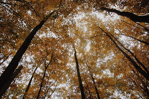 marró, negre, arbres, arbre, caure, bosc, groc, full, naturalesa, llum, daurat, tardor, temporada, a l'aire lliure, llum solar, branca, paisatge, escenics, medi ambient, dia, sol, bellesa a la natura, llum - fenomen natural, fons, parc - l'home va fer espai, planta, assolellat, raig de sol, exuberant fullatge, brillant, directament a sota, cel, color taronja, cap gent, estiu, color daurat, tronc de l'arbre, colors, vista d’angle baix, color vibrant, color verd, multicolor, buscant, 2K, CC0, domini públic, lliure de regalies
