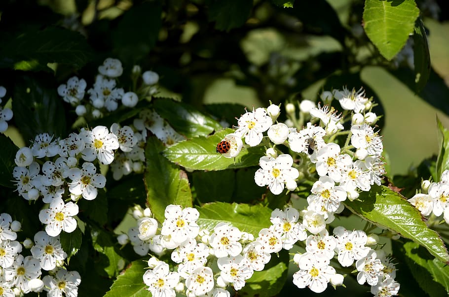 Maikäfer, bille, insekt, forår, kan, æbleblomst, blomstrende plante, blomst, plante, sårbarhed, friskhed, skrøbelighed, skønhed i naturen, vækst, blad, plante del, kronblad, blomsterhoved, hvid farve, blomsterstand, tæt på, natur, dag, ingen mennesker, grøn farve, udendørs, flok blomster, blomster arrangement, 2K