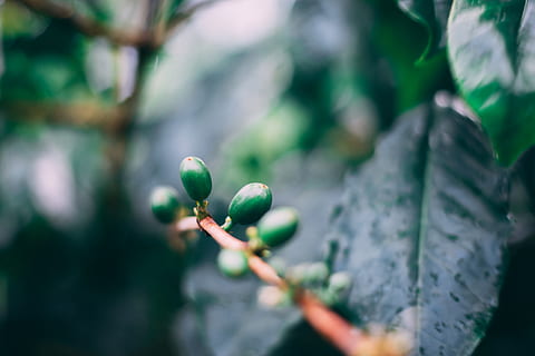 grøn, blad, okulerede, dagtimerne, plante del, grøn farve, plante, vækst, tæt på, selektiv fokusering, natur, dag, friskhed, fokus på forgrunden, skønhed i naturen, ingen mennesker, udendørs, mad, træ, sårbarhed, skrøbelighed, mad og drikke, plantestamme, 5K, CC0, offentligt domæne, royaltyfrie
