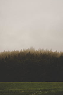medžiai, medis, nepermatomas, gradientas, pobūdį, rūkas, Šalis, balta, augalų, ramioje scenoje, dangus, ramybė, grožis gamtoje, žemės, kraštovaizdį, vaizdai - gamta, aplinką, nėra žmonių, lauke, augimą, ne miesto scenoje, kopijavimo vietos, dieną, žolė, 2K, CC0, Viešasis domenas, nemokamai