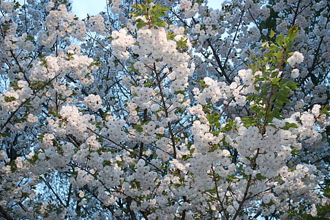 Kirsche, Frühling, Japan, blühen, Blumen, blühende Pflanze, Blume, Pflanze, Wachstum, Zerbrechlichkeit, Schönheit in der Natur, Verletzlichkeit, Baum, Frische, Tag, Ast, Natur, keine Leute, Hintergründe, Flachwinkelansicht, Kirschblüte, Vollbild, weiße Farbe, Blütenkopf, draußen, Kirschbaum, 5K, CC0, gemeinfrei, lizenzfrei