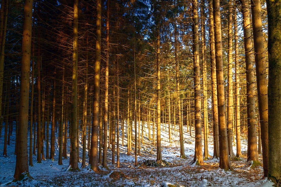 bosc, hivern, neu, arbres, naturalesa, sol, llum, incidència de llum, arbre, terra, planta, bellesa a la natura, tranquil·litat, cap gent, tronc de l'arbre, escena tranquil·la, creixement, tronc, escenics - natura, temperatura de fred, escena no urbana, paisatge, medi ambient, a l'aire lliure, canvi, bambú - planta, 5K