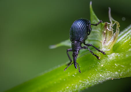 svart bille, bille, bug, nærbilde, insekt, litt, makro, virvelløse, grønn farge, dyre temaer, dyreliv, dyr i naturen, dyr, ett dyr, plante del, blad, ingen folk, natur, dag, selektiv fokusering, anlegg, zoologi, leddyr, dyr kroppsdel, utendørs, 4K, CC0, offentlig domene, opphavsrett gratis