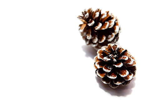 two, brown-and-white pine cones, dry, pine cones, white background, studio shot, copy space, indoors, still life, food and drink, food, no people, close-up, freshness, pine cone, cut out, brown, sweet food, wellbeing, single object, healthy eating, group of objects, indulgence, high angle view, coniferous tree, snack, temptation, 4K, CC0, public domain, royalty free