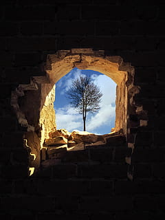 arbre nu marró, arquitectura, estructura construïda, vista d’angle baix, història, el passat, paret, antic, cap gent, naturalesa, antiga ruïna, espatllat, funció de construcció de parets, vell, arc, arbre, dia, exterior de l'edifici, edifici, paret de pedra, finestra, arruïnat, material de pedra, maó, civilització antiga, a l'aire lliure, deteriorament, arqueologia, 2K, CC0, domini públic, lliure de regalies