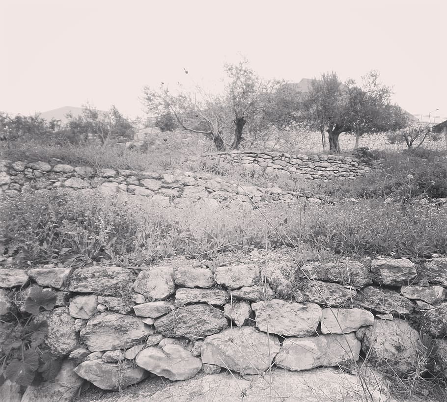 sòl, paret, runes, paret de pedra, humà, persona, arqueologia, calcària, rock, pissarra, textura, masmorra, tomba, làpida, animal, aus aquàtiques, ardeidae, ocell, garza, arbre, planta, sòlid, dia, tranquil·litat, naturalesa, cap gent, escena tranquil·la, cel, terra, escenics - natura, paisatge, medi ambient, pedra - objecte, bellesa a la natura, camp, rock - object, a l'aire lliure, cel clar, còdols, 2K