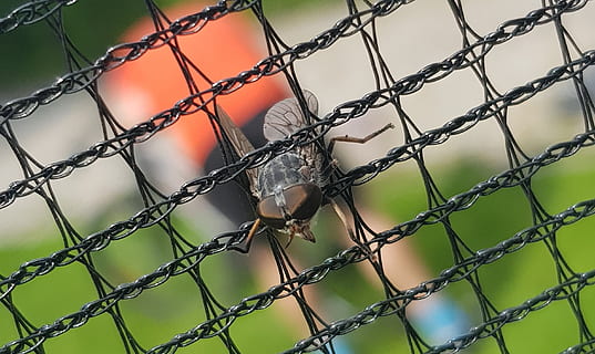 Mucha, insekt, fængsel, makro, natur, øjne, øje, vinge, zoom, hegn, dyreliv, dyre temaer, dyr, barriere, dyr i naturen, ingen mennesker, chainlink hegn, metal, grænse, et dyr, sikkerhed, fugl, dag, beskyttelse, tæt på, hvirveldyr, udendørs, fokus på forgrunden, 2K, CC0, offentligt domæne, royaltyfrie