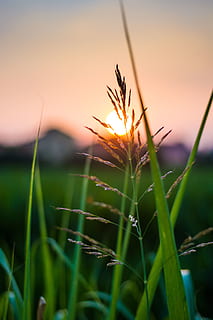 bollate, planta, creixement, posta de sol, cel, bellesa a la natura, naturalesa, primer pla, color verd, tranquil·litat, herba, centrar-se en primer pla, terra, enfocament selectiu, cap gent, fulla d'herba, a l'aire lliure, escenics - natura, color taronja, camp, escena tranquil·la, tija, 5K, CC0, domini públic, lliure de regalies