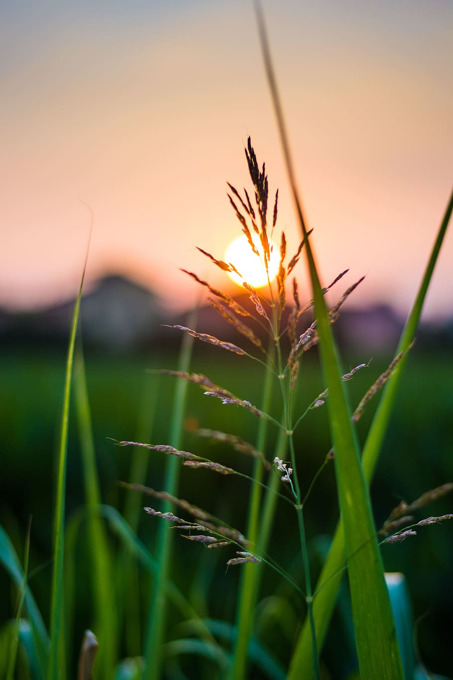 bollate, planta, creixement, posta de sol, cel, bellesa a la natura, naturalesa, primer pla, color verd, tranquil·litat, herba, centrar-se en primer pla, terra, enfocament selectiu, cap gent, fulla d'herba, a l'aire lliure, escenics - natura, color taronja, camp, escena tranquil·la, tija, 5K