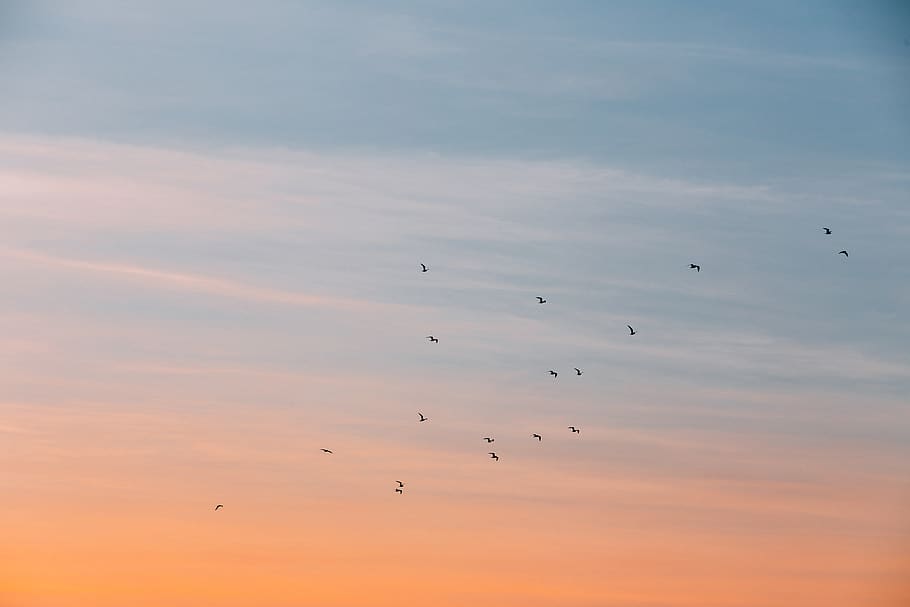 pilvi, taivas, auringonlasku, lintu, lentäminen, eläin, eläinten teemoja, eläimiä, pilvi - taivas, suuri joukko eläimiä, selkärankainen, ryhmä eläimiä, eläinten villieläimet, kauneus luonnossa, matala kulma, lintuparvi, ilmassa, luonto, ei ihmisiä, oranssi väri, maisemat - luonto, 5K