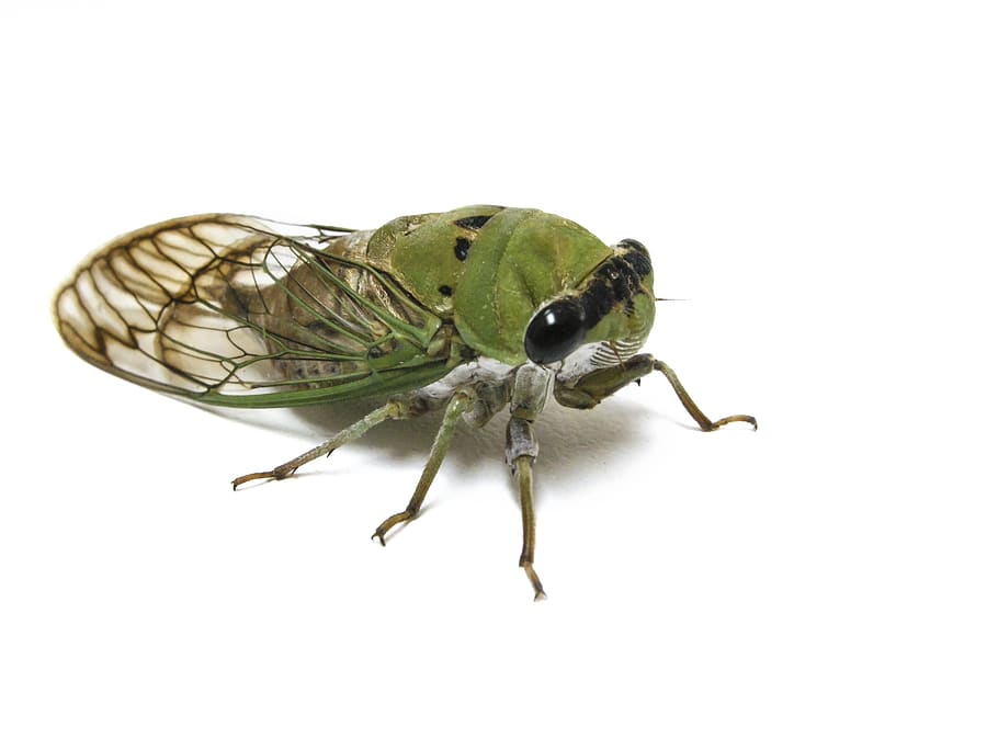 libèl·lula verda, insecte, animal, invertebrat, insecte de cricket, error, naturalesa, cigala, fons blanc, ulls, cames, ciència, ales, pugó, volar, asilidae, Llagosta, andrena, Vespa, Hornet, temes d'animals, un animal, fauna animal, animals a la natura, tir de l'estudi, primer pla, ala dels animals, part del cos dels animals, a l'interior, còpia espai, zoologia, cap gent, cames d’animal, tallar, color verd, ull d’animals, 5K