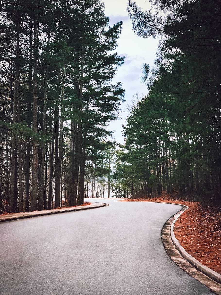 sentiero, pianta, albero, pista, strada, Cumming, stati Uniti, piccolo mulino, asfalto, abete, abies, Vintage ▾, viaggio, foresta, nostalgia, conifera, passerella, all'aperto, marciapiede, direzione, la strada davanti, mezzi di trasporto, crescita, natura, nessuno, la tranquillità, giorno, bellezza nella natura, prospettiva decrescente, strada vuota, terra, scena tranquilla, cielo, vuoto, bosco, treelined, lungo, 4K