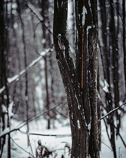 flach, Foto fokussieren, Baum, Makro, Schnee, Baumrinde, Winter, kalte Temperatur, Land, Pflanze, Kofferraum, Baumstamm, Wald, Fokus auf den Vordergrund, Natur, Tag, keine Leute, Ruhe, draußen, Abdeckung, Schönheit in der Natur, Nahansicht, gefroren, schneit, 2K, CC0, gemeinfrei, lizenzfrei