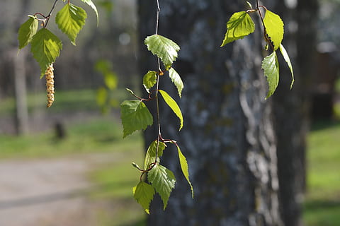 primavera, abedul, árbol, floración, hoja, planta, crecimiento, centrarse en primer plano, belleza en la naturaleza, color verde, naturaleza, de cerca, parte de la planta, día, nadie, frescura, al aire libre, vulnerabilidad, tallo de la planta, fragilidad, tranquilidad, flor, planta floreciendo, principios, hojas, 5K, CC0, dominio público, libre de derechos