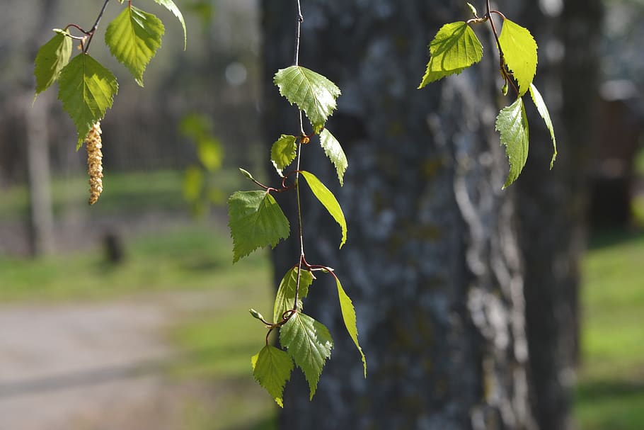 primavera, abedul, árbol, floración, hoja, planta, crecimiento, centrarse en primer plano, belleza en la naturaleza, color verde, naturaleza, de cerca, parte de la planta, día, nadie, frescura, al aire libre, vulnerabilidad, tallo de la planta, fragilidad, tranquilidad, flor, planta floreciendo, principios, hojas, 5K