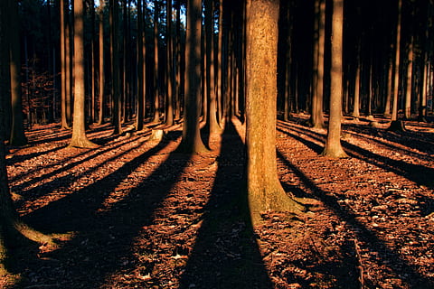 Wald, Licht, dunkel, Bäume, Herbst, Sonnenlicht, mystisch, Stimmung, Schatten, Strahlen, Sonnenstrahl, Natur, Log, Baum, Kofferraum, Land, Pflanze, Baumstamm, keine Leute, Ruhe, Wachstum, ruhige Szene, Richtung, der Weg nach vorn, Tag, draußen, Schönheit in der Natur, Fußweg, von Bäumen gesäumt, 4K