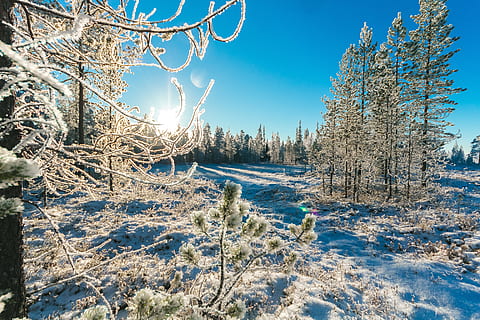 fyrretræer, vinter, kold, dagslys, miljø, Skov, pift, natur, naturfotografering, outdoorchallenge, udendørs, naturskøn, sæson, sne, sneklædte, snedækket, sol, træer, træ, plante, kold temperatur, ro, rolig scene, scenics - natur, skønhed i naturen, himmel, jord, ikke-urbane scene, vand, ingen mennesker, Frosset, blå, nåletræ, fyrretræ, fyrreskov, eviggrønne træ, 5K, CC0, offentligt domæne, royaltyfrie