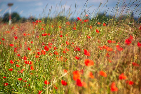 Mohn, Wiese, Sommer-, Blume, Pflanze, blühende Pflanze, Feld, Schönheit in der Natur, Land, Wachstum, rot, Frische, Natur, selektiver Fokus, Himmel, Landschaft, Ruhe, Umgebung, Tag, Zerbrechlichkeit, grüne Farbe, Gras, keine Leute, draußen, Blumenbeet, 5K, CC0, gemeinfrei, lizenzfrei