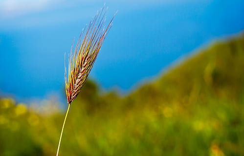 Nahaufnahmen, braun, Weizen, Mais, Feld, Wachstum, Pflanze, Ernte, Landwirtschaft, Natur, Nahansicht, Getreidepflanze, Landschaft, Fokus auf den Vordergrund, Schönheit in der Natur, ländliche Szene, Tag, Land, keine Leute, Bauernhof, Blau, Himmel, draußen, Stiel, 4K, CC0, gemeinfrei, lizenzfrei