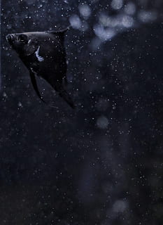 peix negre, animal, gris, la vida marina, peix, a l'aire lliure, astronomia, univers, espai exterior, espai, manta ray, gavina, ocell, volant, llop, mamífer, esfera, cristall, aquàtics, aigua, símbol, nit, cel, naturalesa, estrella - espai, cap gent, bellesa a la natura, estrella, escenics - natura, galàxia, temes d'animals, un animal, fauna animal, núvol - cel, vista d’angle baix, nevar, 2K, CC0, domini públic, lliure de regalies